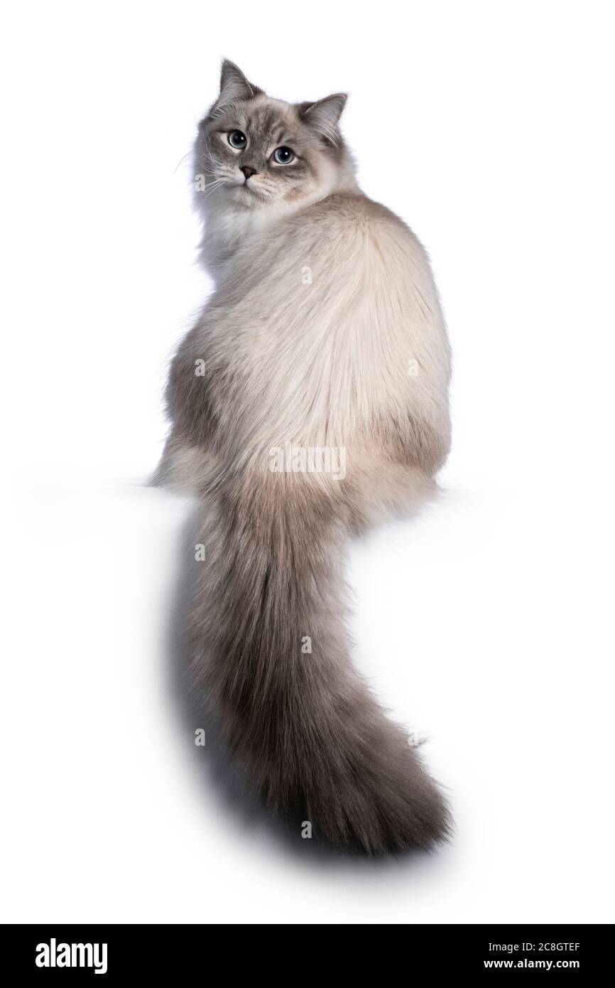 Pretty Neva Masquerade cat sitting backwards. Looking over