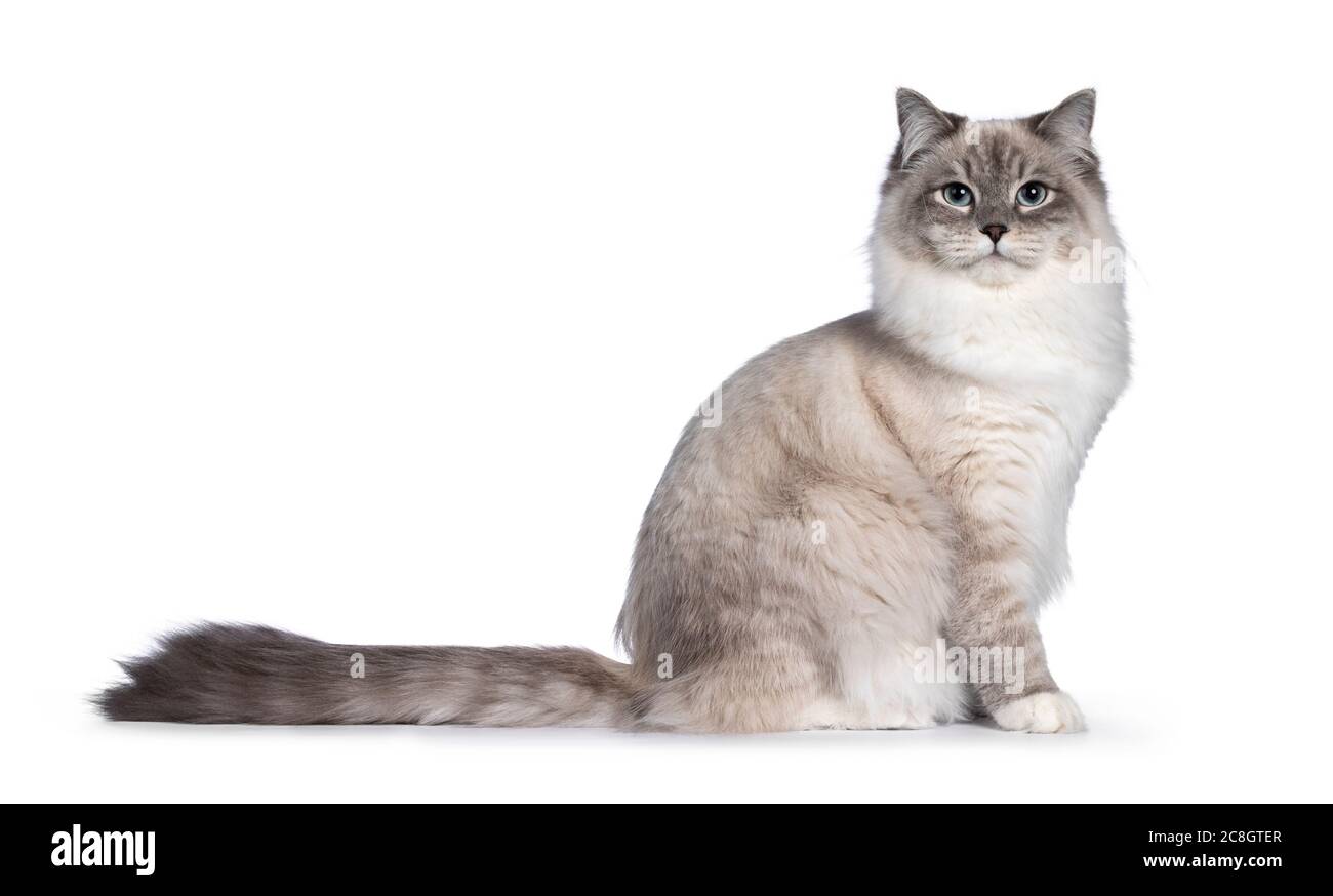 Pretty Neva Masquerade cat sitting side ways. Looking straight to camera with light blue eyes. Isolated on a black background. Bushy tail behind body. Stock Photo
