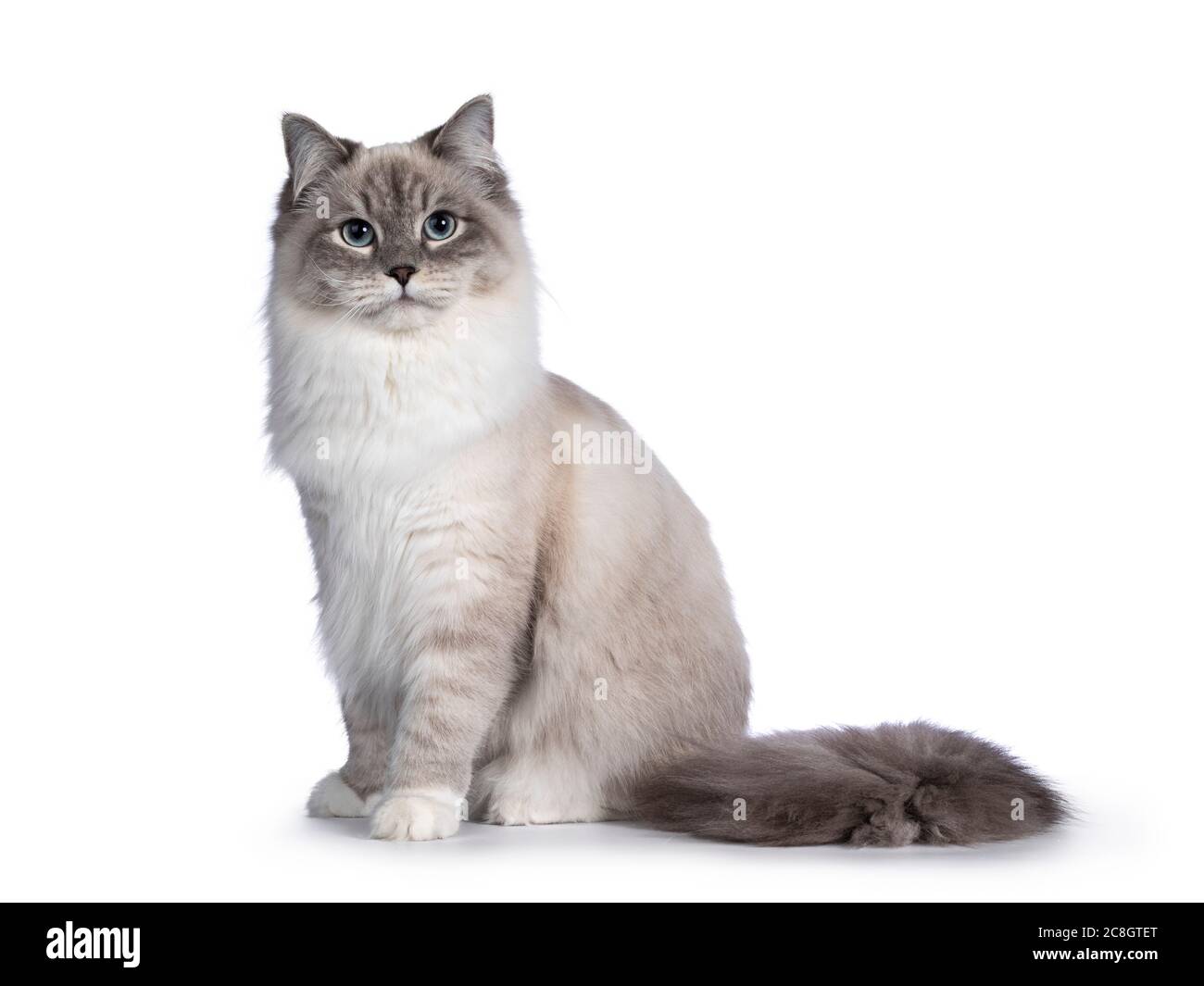 Pretty Neva Masquerade cat sitting side ways. Looking straight to camera with light blue eyes. Isolated on a black background. Bushy tail behind body. Stock Photo