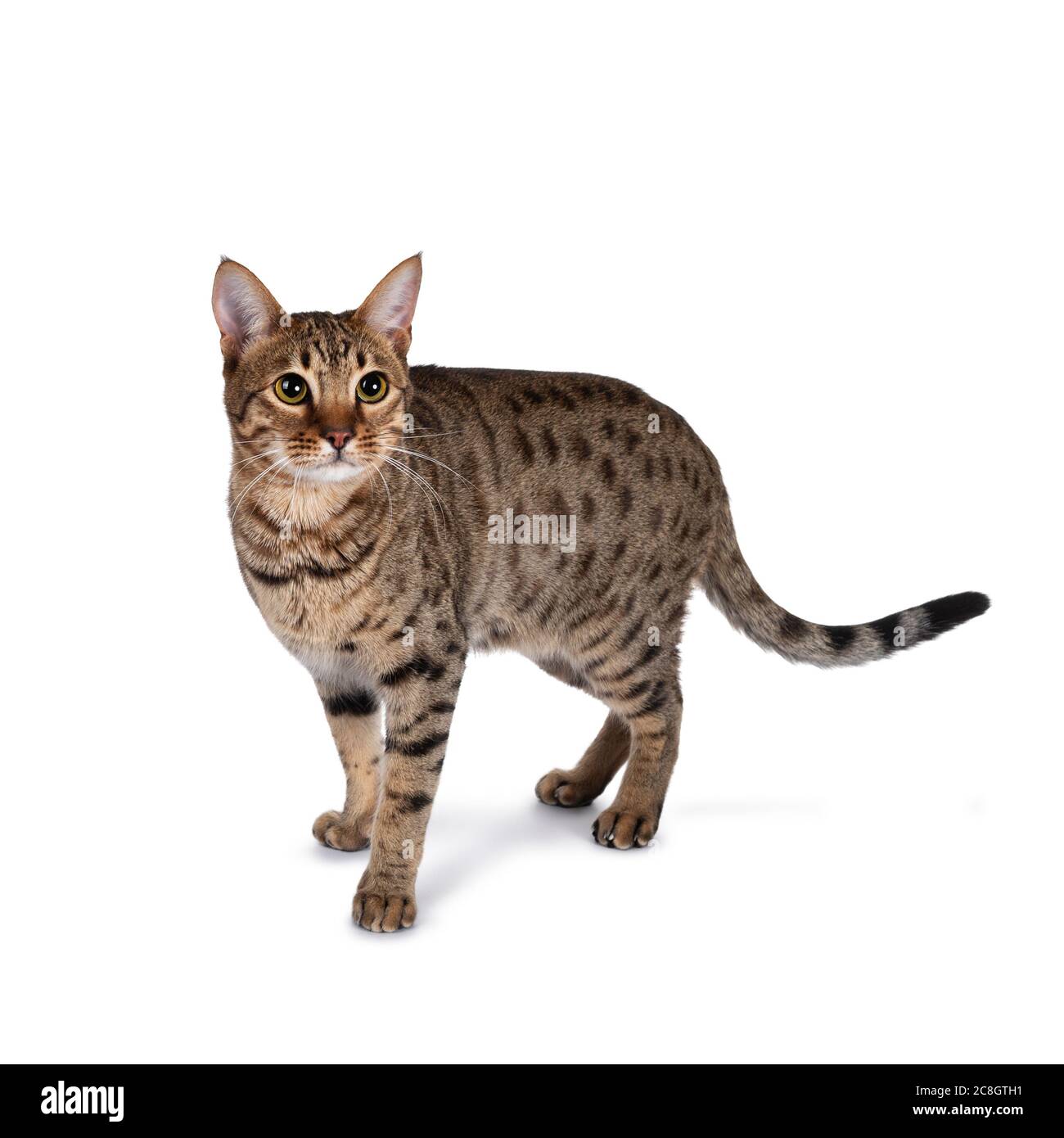 Beautiful golden brown spotted young adult cat, standing side ways ...