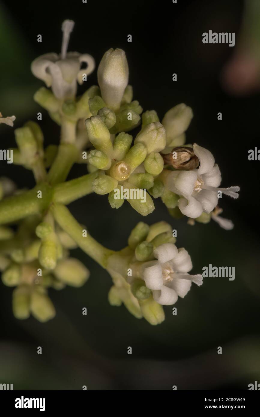 Flower of Wild Coffee (Psychotria viridis) Stock Photo