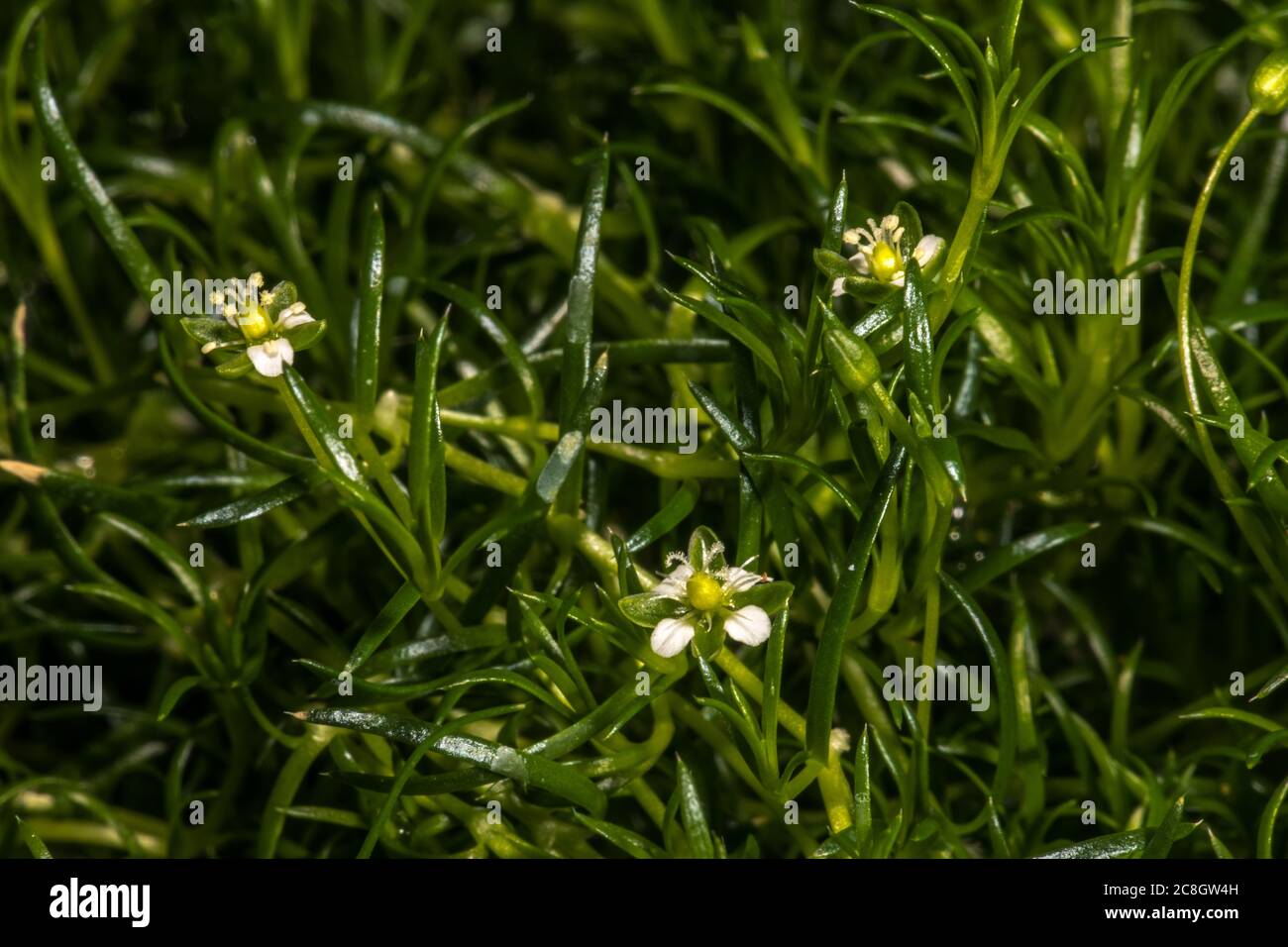 Flowers of Heath Pearlwort, Irish Moss, Awl-leaf Pearlwort or Scottish Moss (Sagina subulata) Stock Photo