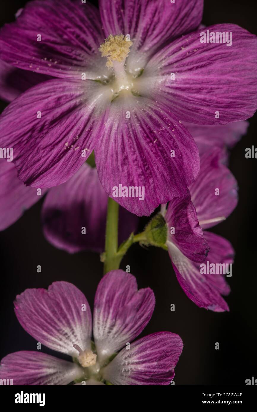 Flower of Priscilla Hollyhock (Sidalcea hybrida) Stock Photo