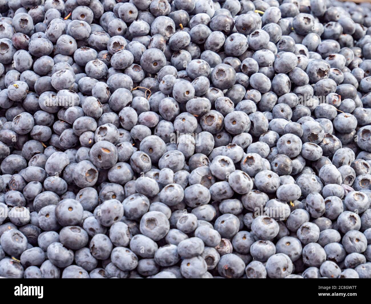 Blueberries texture background group Stock Photo