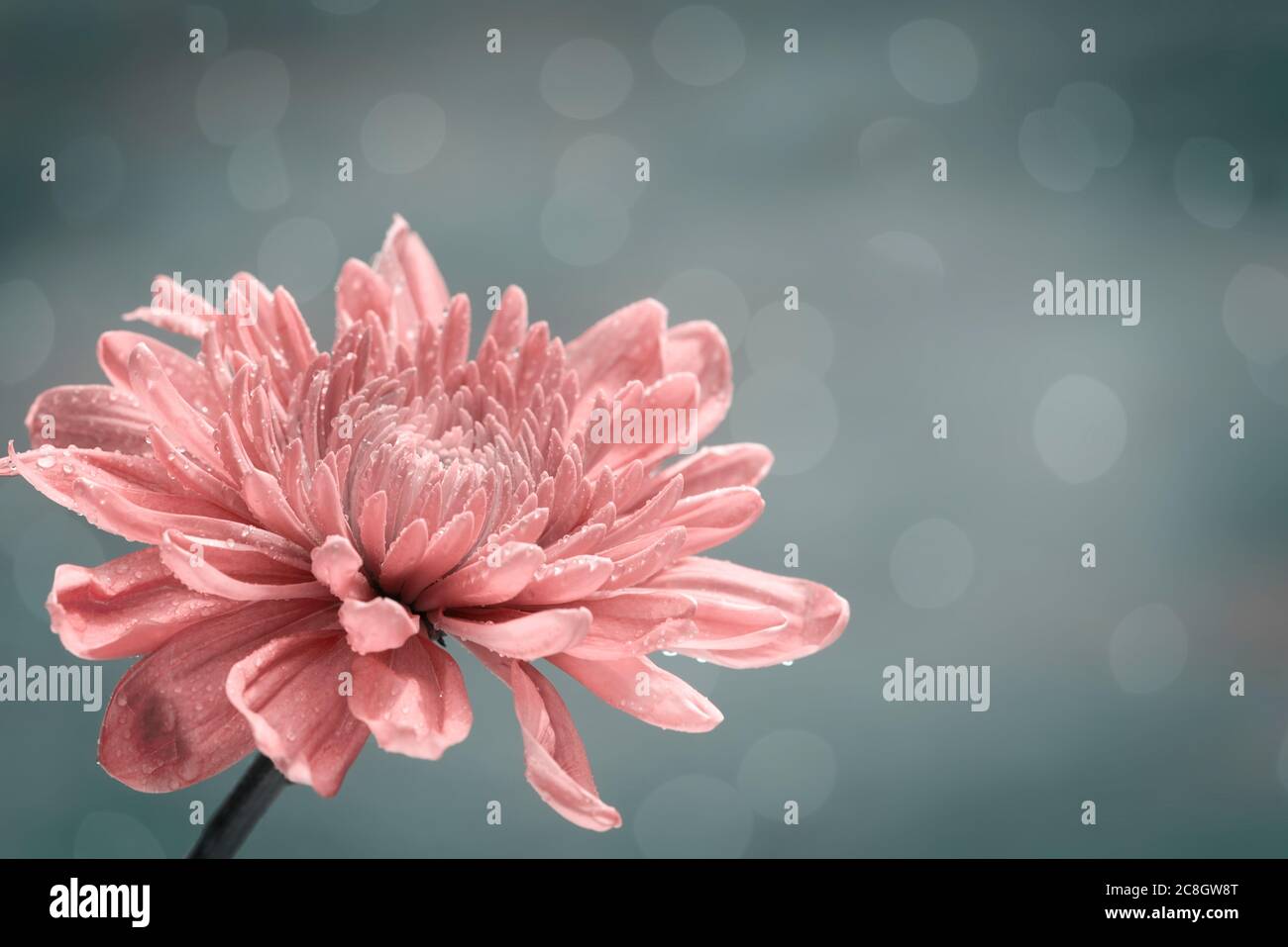 Peach colored Chrysanthemum flower on a soft gray bokeh background Stock Photo