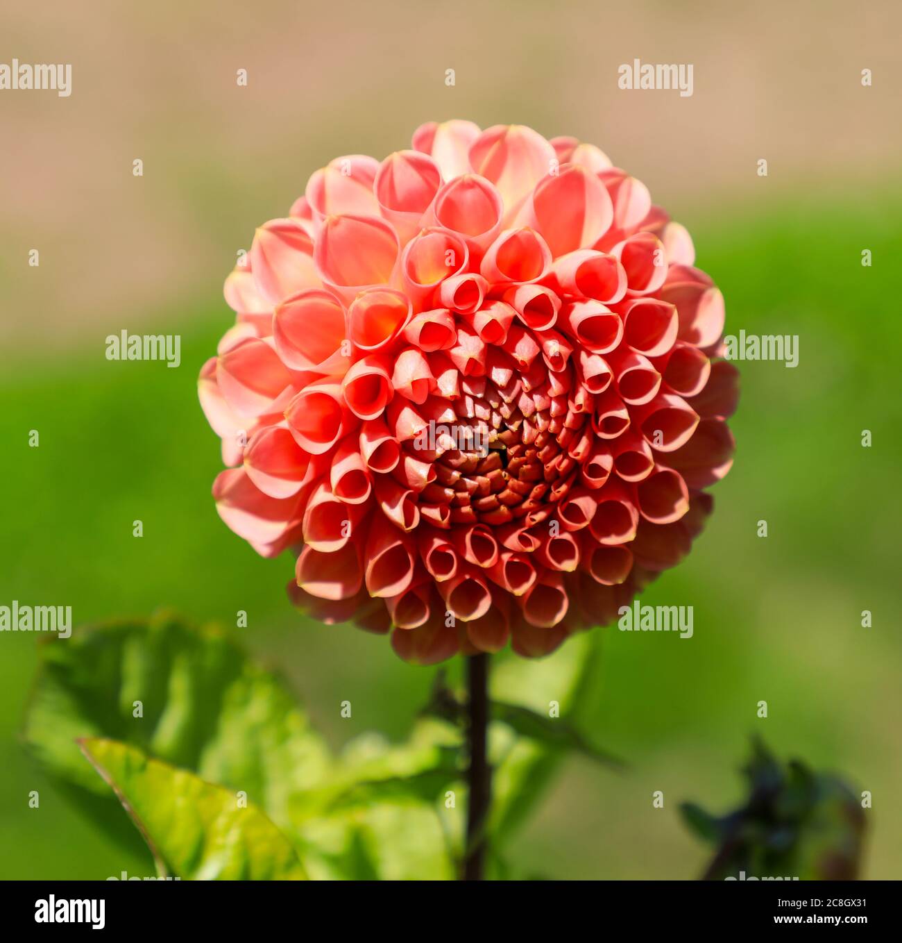 Close up shot of an orange flower head of a Dahlia 'Oakwood Heather' at the National Dahlia Collection, Penzance, Cornwall, England Stock Photo