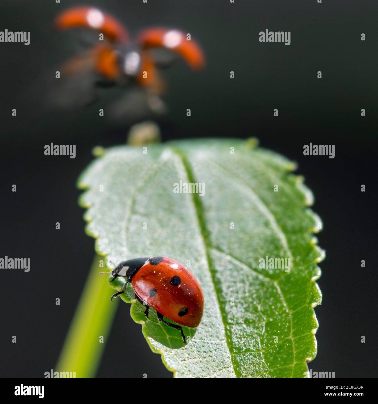 Seven-spot ladybird / seven-spotted ladybug / C-7 (Coccinella septempunctata) on leaf and another seven-spotted ladybird taking off Stock Photo