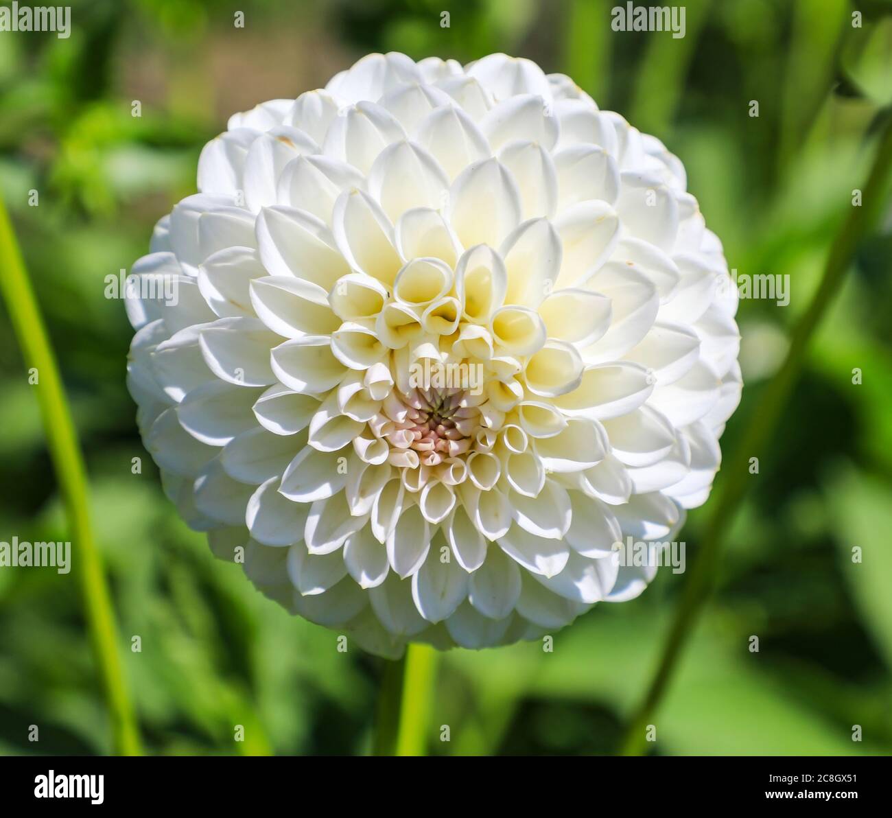 Close up shot of a white flower head of a Dahlia 'Catherine Ireland' at the National Dahlia Collection, Penzance, Cornwall, England Stock Photo