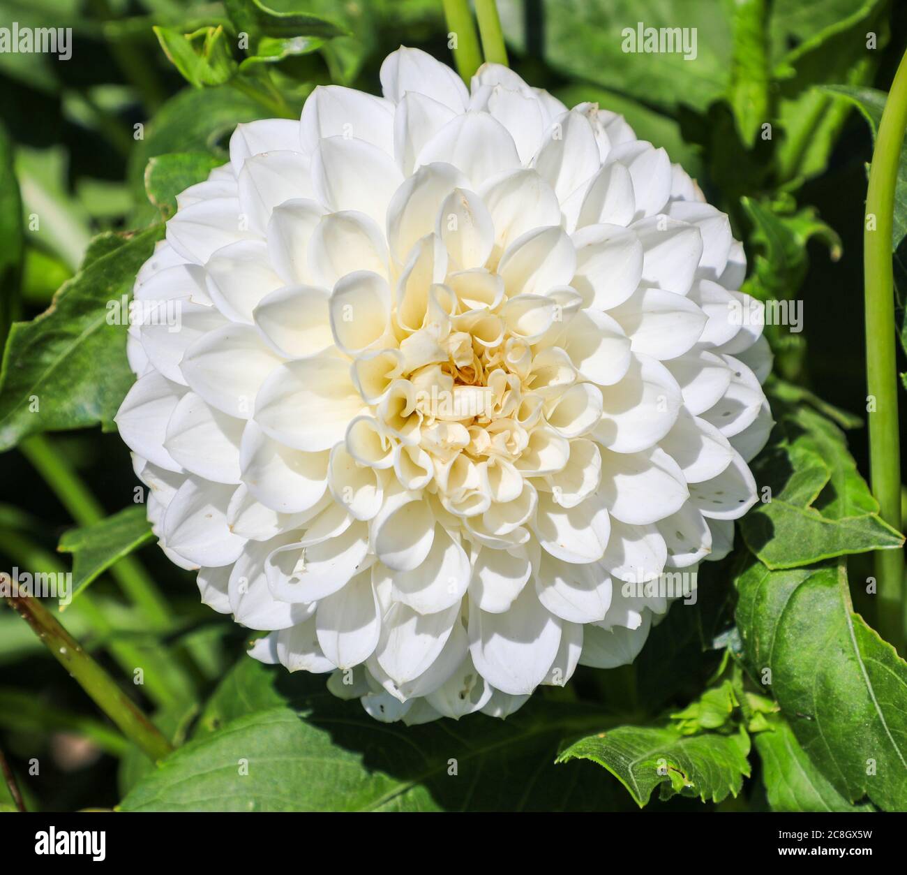 Close up shot of a white flower head of a Dahlia 'Abridge Taffy' at the National Dahlia Collection, Penzance, Cornwall, England Stock Photo