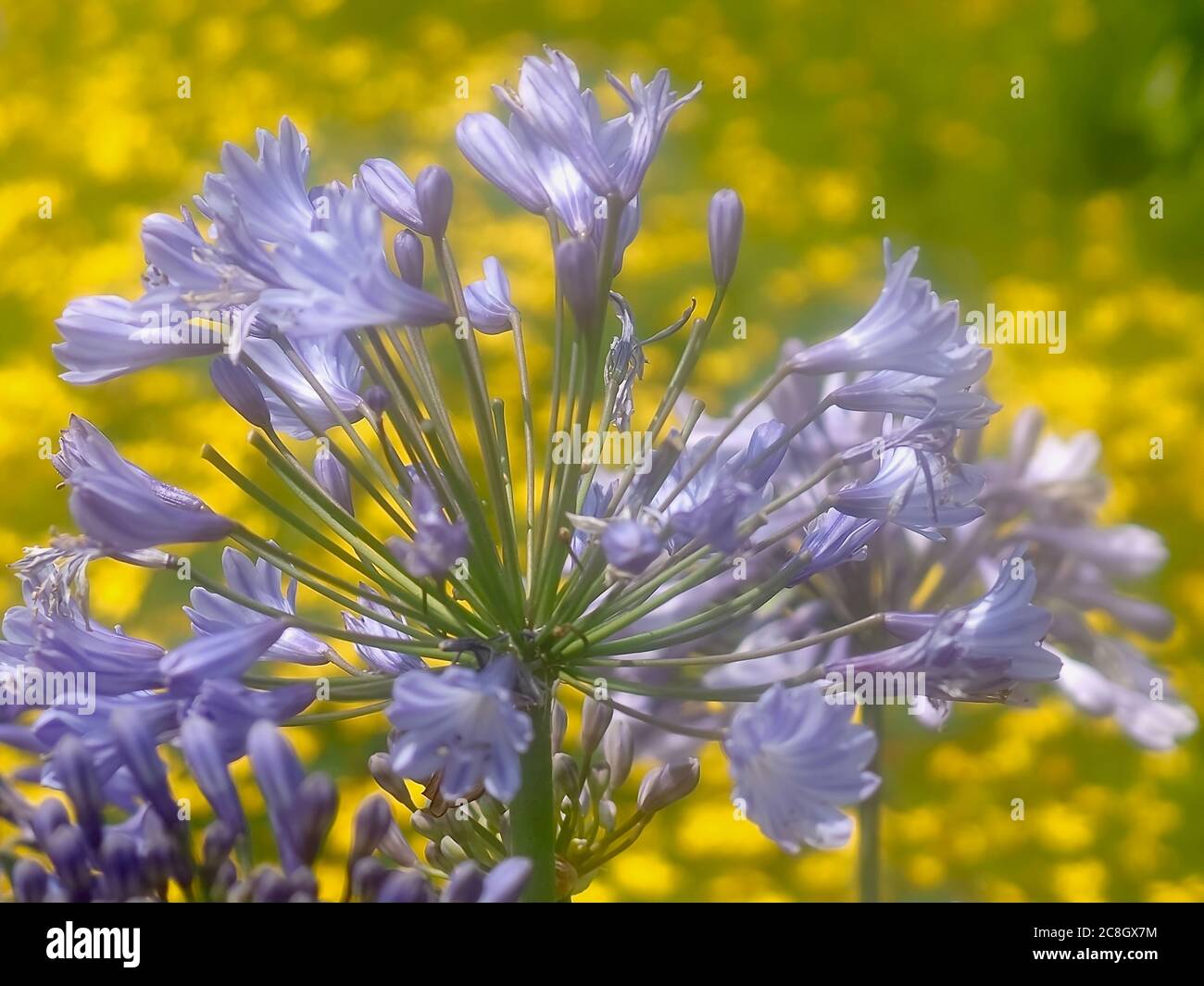 Macro of a blue agapanthus flower Stock Photo