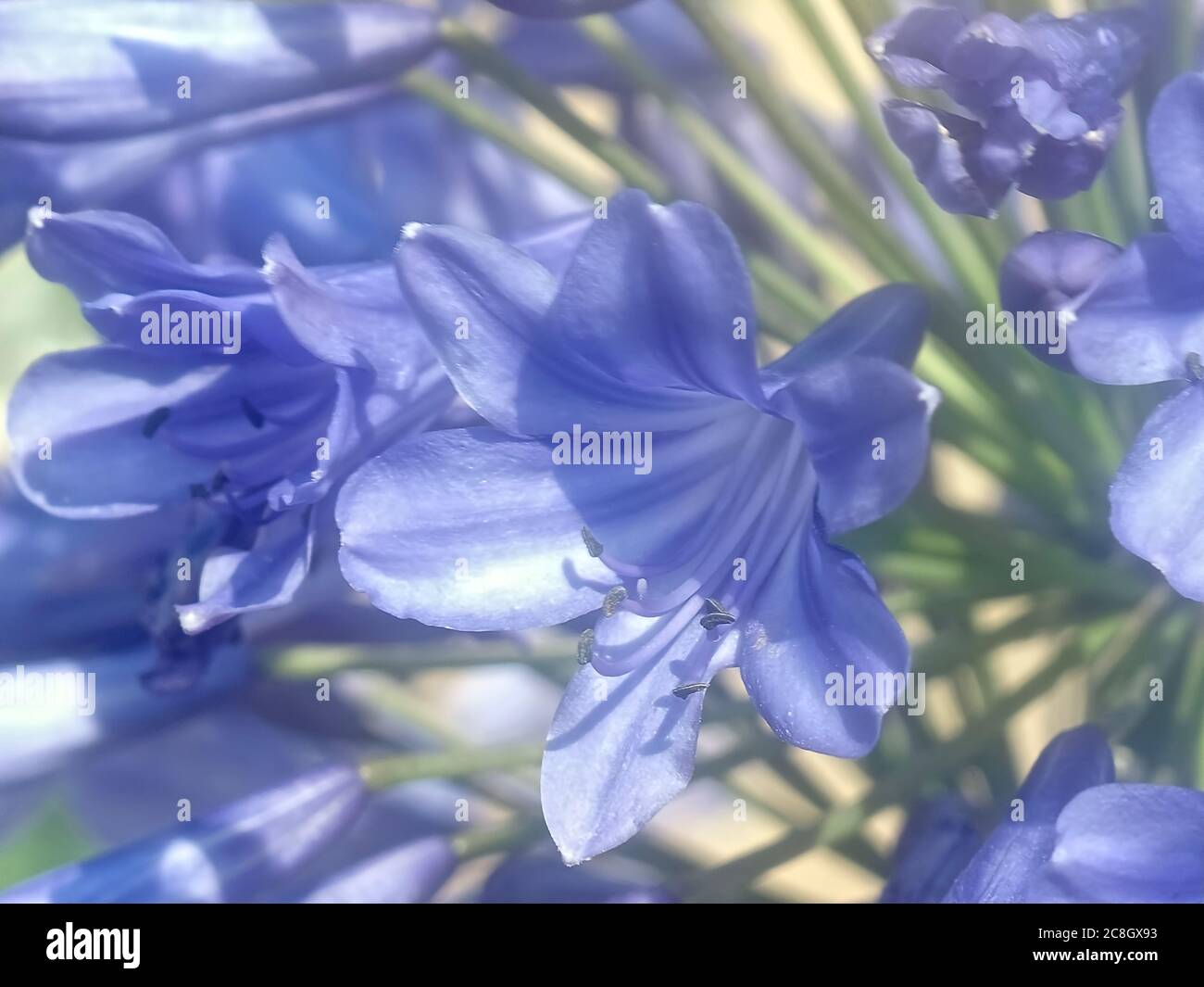 Macro of a blue agapanthus flower Stock Photo