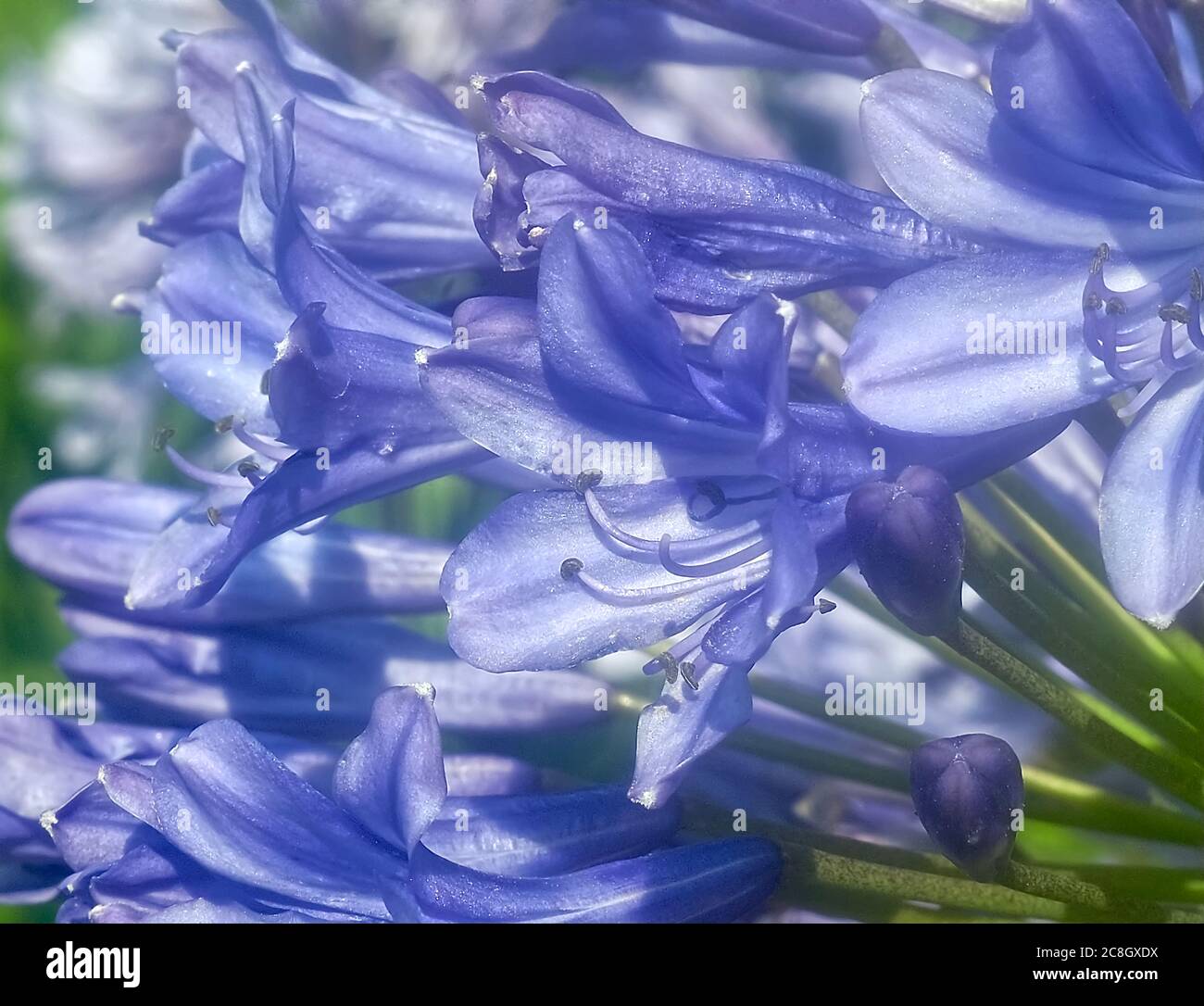 Macro of a blue agapanthus flower Stock Photo