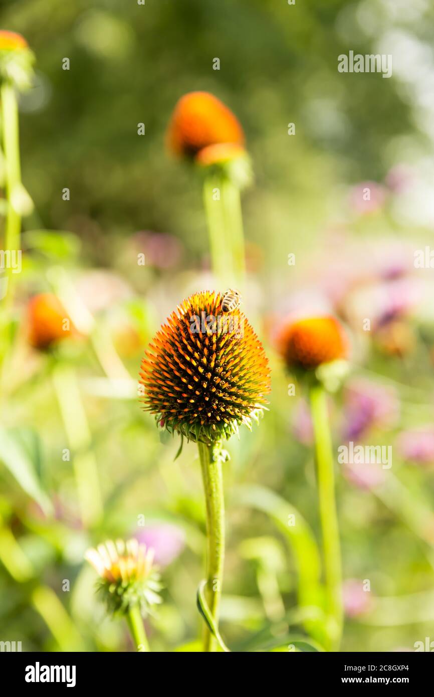 flower without petals