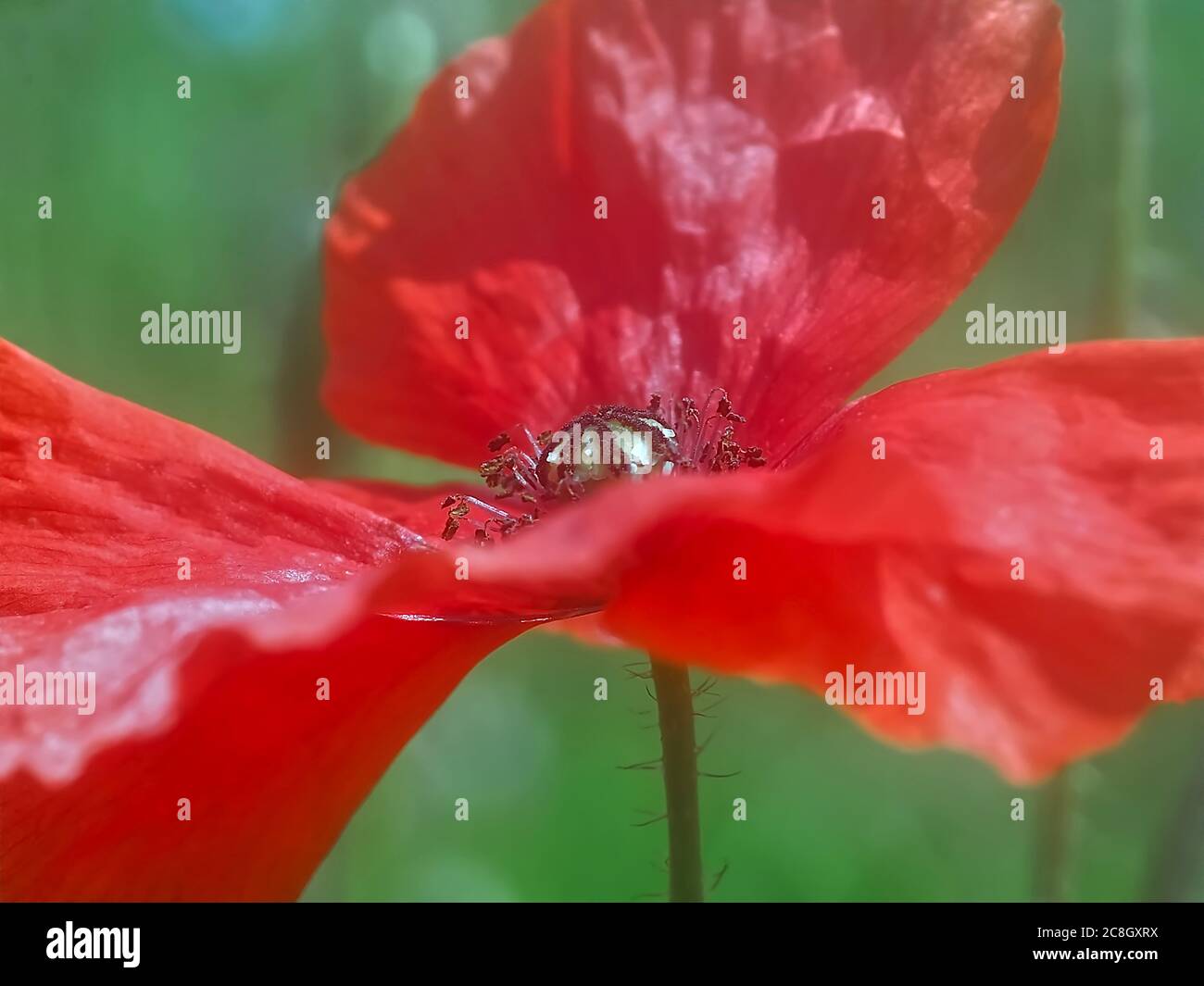 Beautiful macro of a red poppy flower Stock Photo