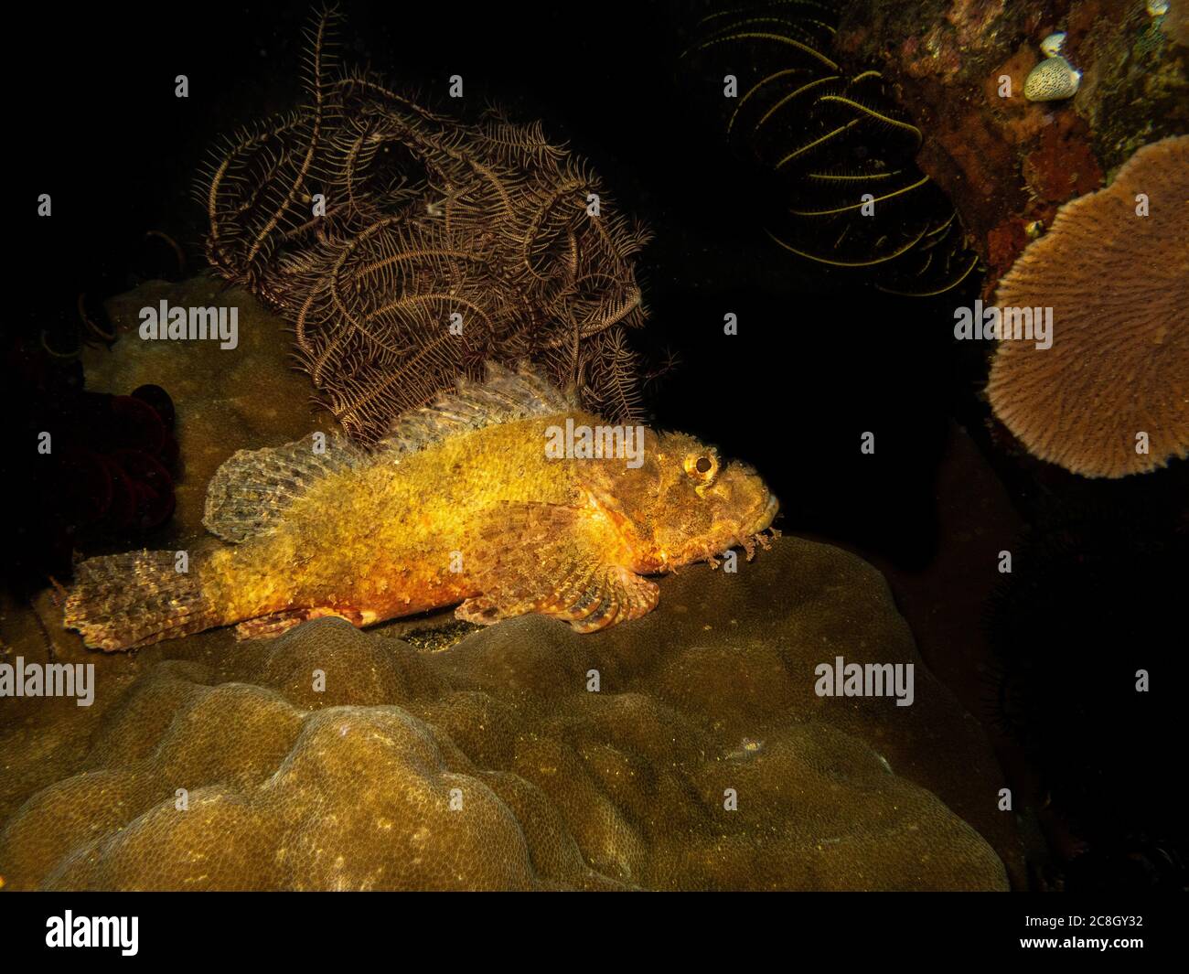 An amazing Scorpionfish or Scorpaenidae at a Puerto Galera tropical coral reef in the Philippines Stock Photo