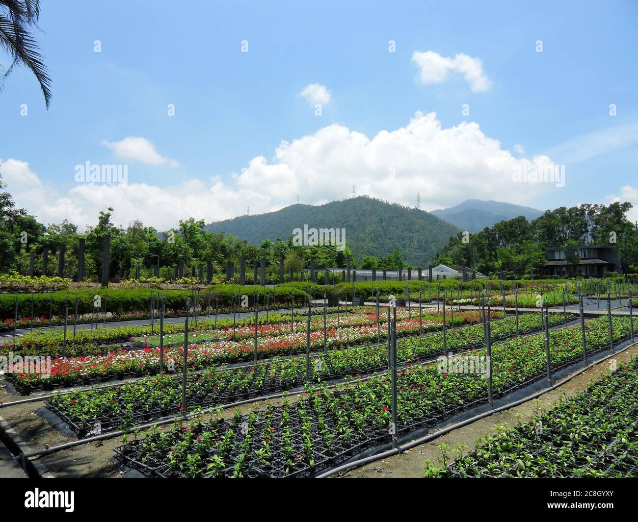 Sunny view of the beautiful Renshan Botanical Garden at Taiwan Stock Photo