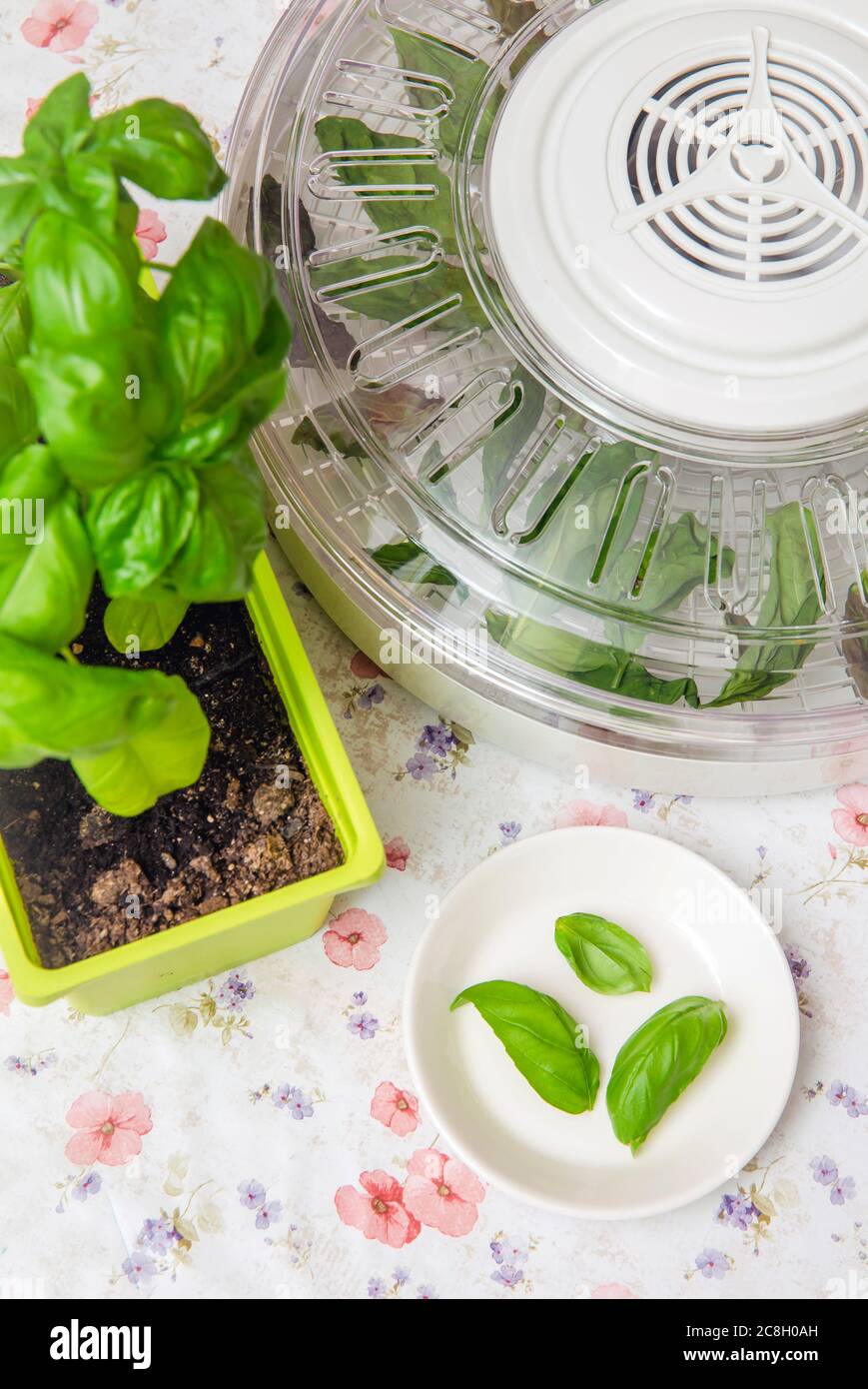 Drying using electrical dehydrator machine for drying food and herbs at home. Drying home grown basil leaves in machine. Stock Photo