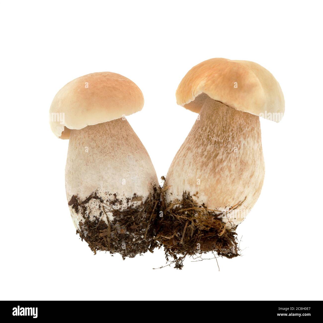 Boletus edulis (king bolete) isolated on white background. Mushrooms Boletus edulis Close up