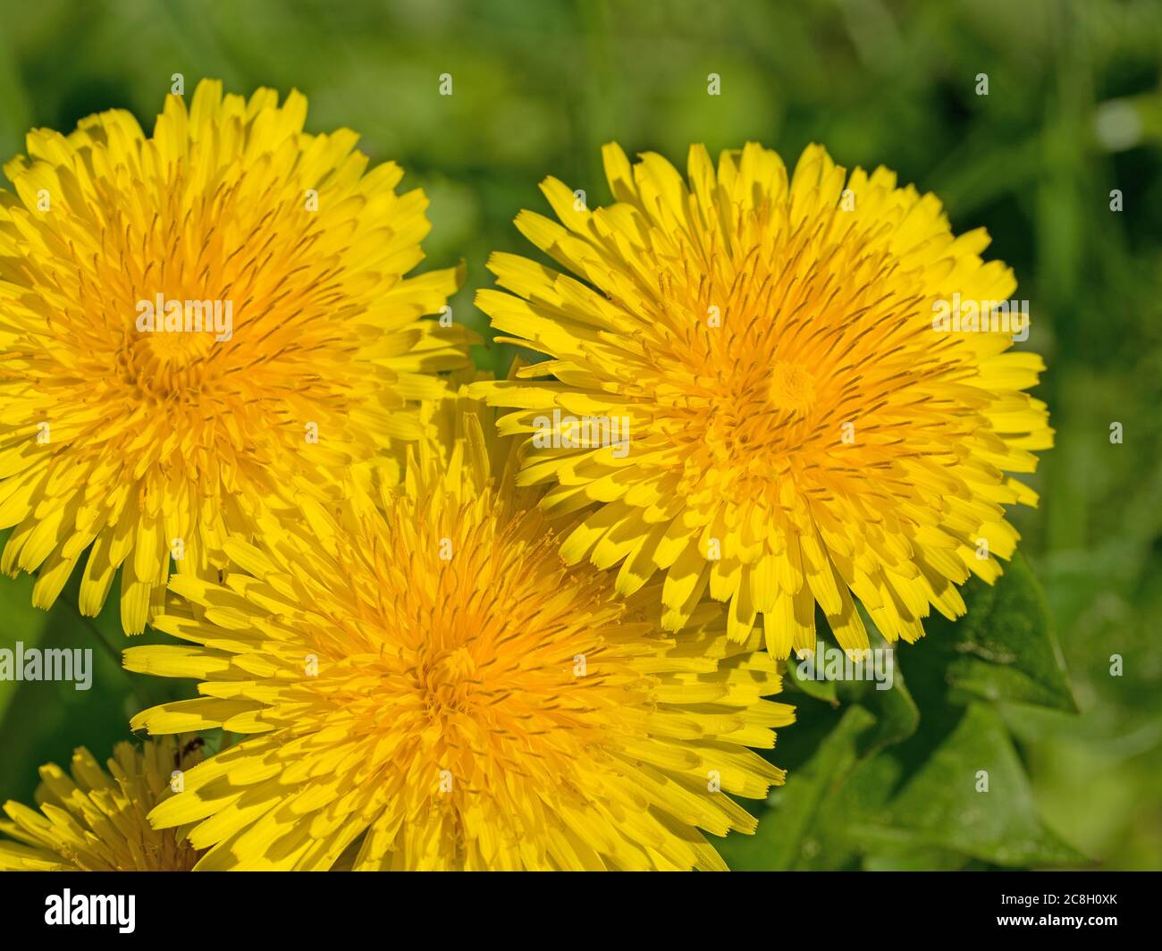 Taraxacum officinale close up hi-res stock photography and images - Alamy