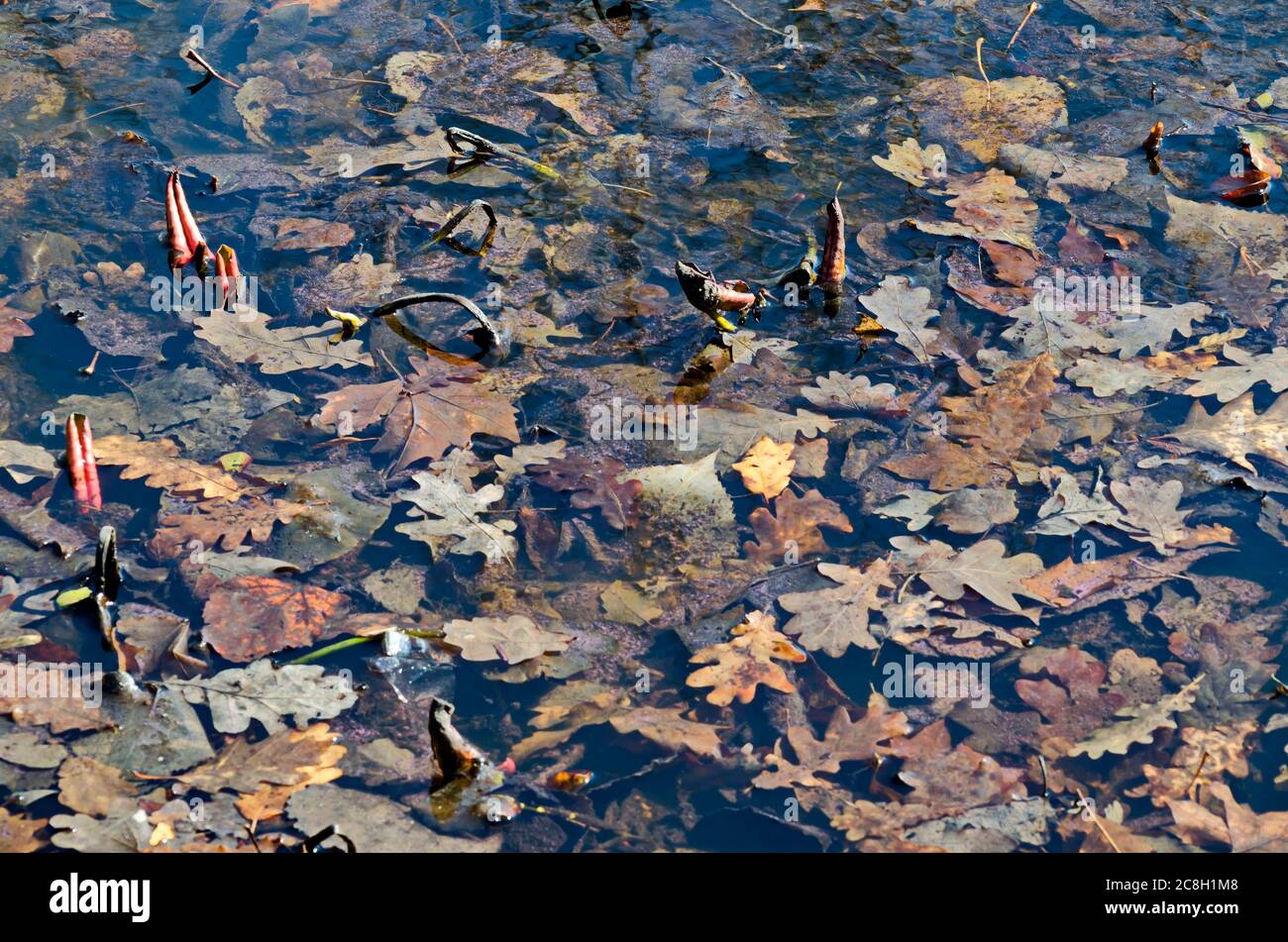 Lake with dry autumn leaves and new spring lily sprouts above the water, Sofia, Bulgaria Stock Photo