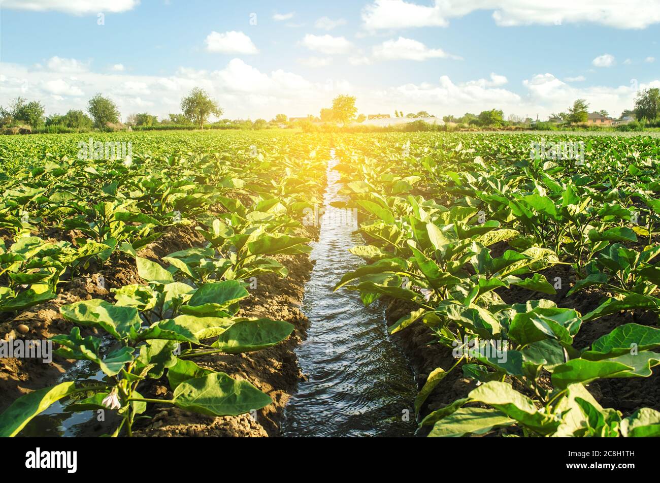 An irrigation water canal passes through the eggplant plantation. Caring for plants, growing food. Agriculture and agribusiness. Conservation of water Stock Photo