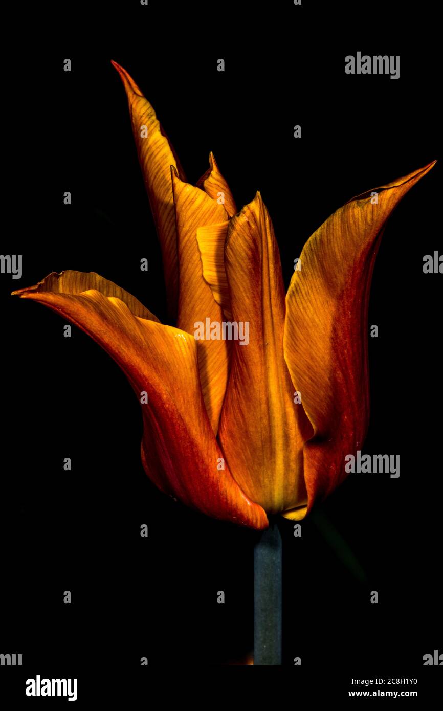 Tulipa Flower (Tulipa triumph 'Ballerina') Stock Photo
