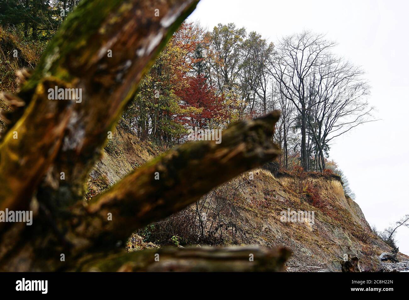 Tree trunk on the steep shore -Brodtener Ufer- on Timmendorfer beach - Lübeck - trees with autumn leaves Stock Photo