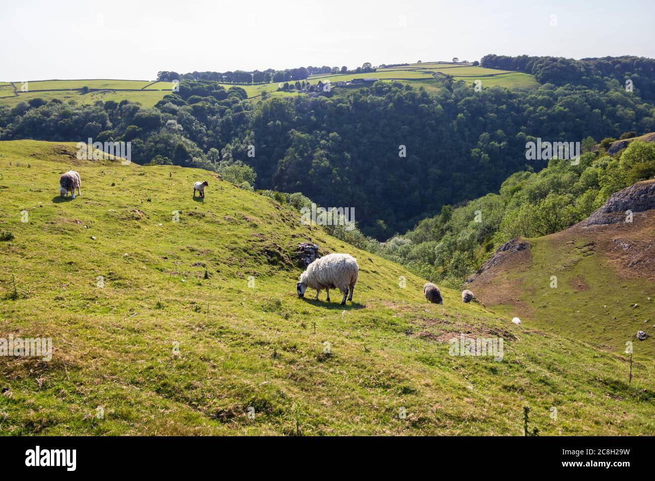 Beautiful landscape at Dove Dale - Sheep on the green grass Stock Photo ...