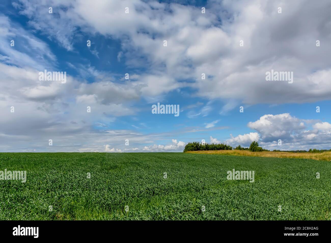 A field planted with oats that serve as fertilizer Stock Photo Alamy