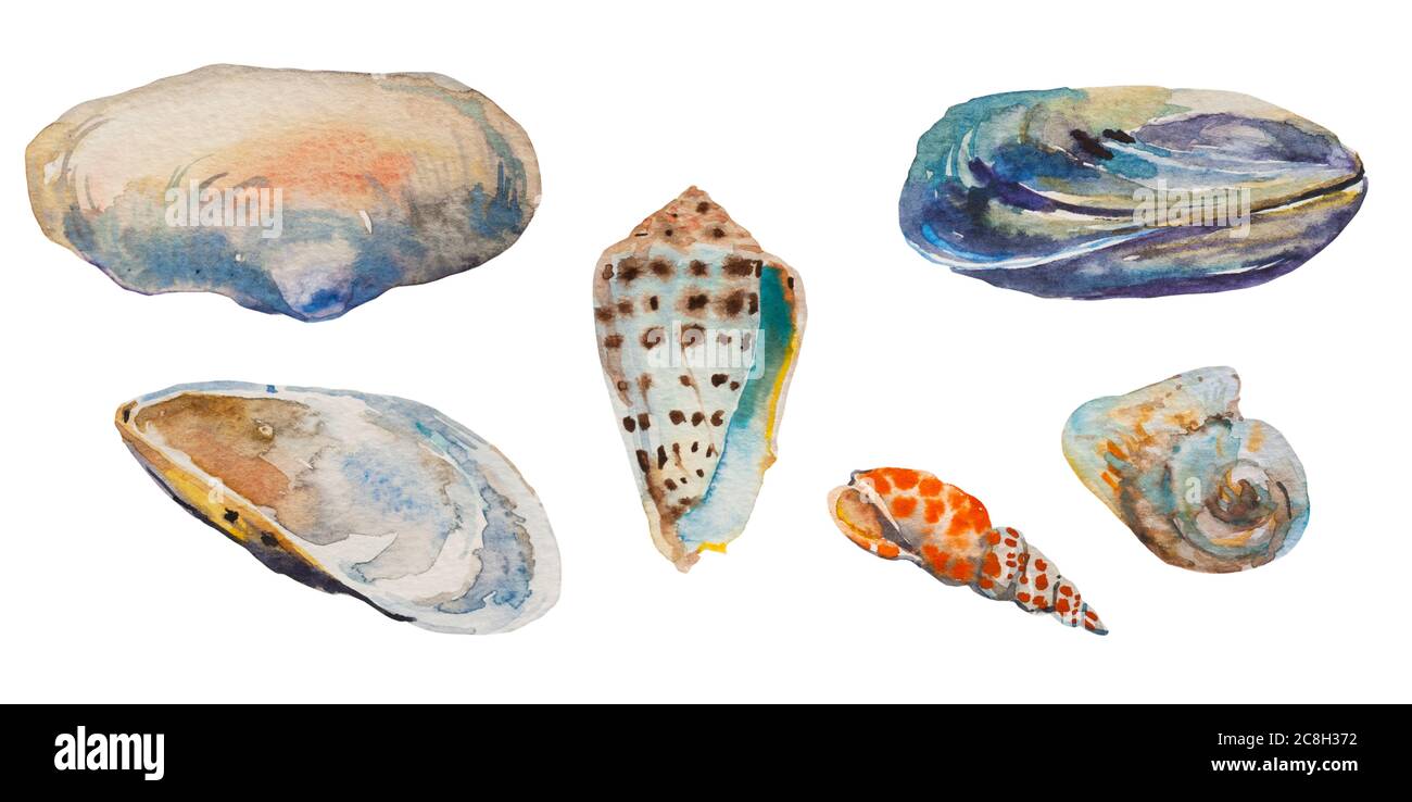 Set of sea shells of Black and tropical seas: open and closed mussels, mya arenaria, Lettered Cone Shell as Conus litteratus, conus magus and mitra Stock Photo