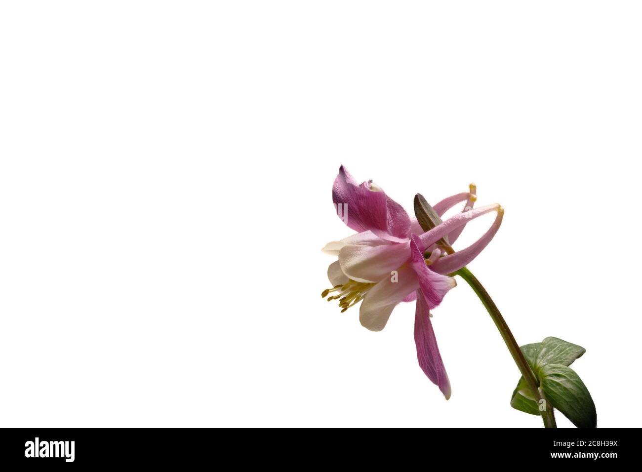 Eed, white columbine - Aquilegia - on a white background - isolated - as a background - small Stock Photo
