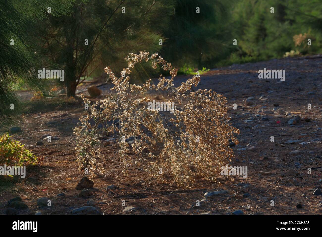 Sunbeams between trees - illuminate a dry branch - stony ground Stock Photo