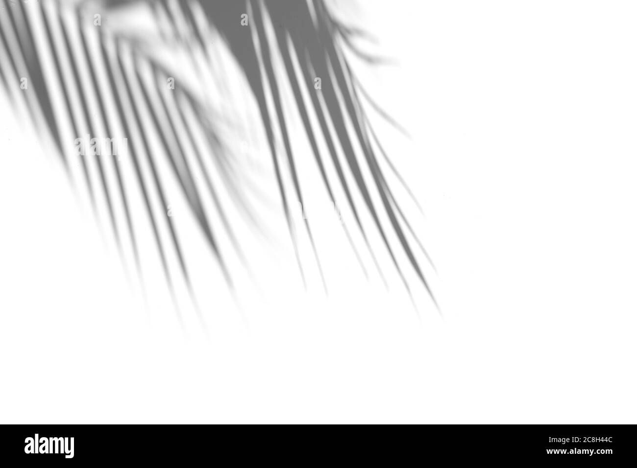 Shadow of palm leaf on white background. Abstract tropical concept. Shadow overlay. Copy space. Stock Photo