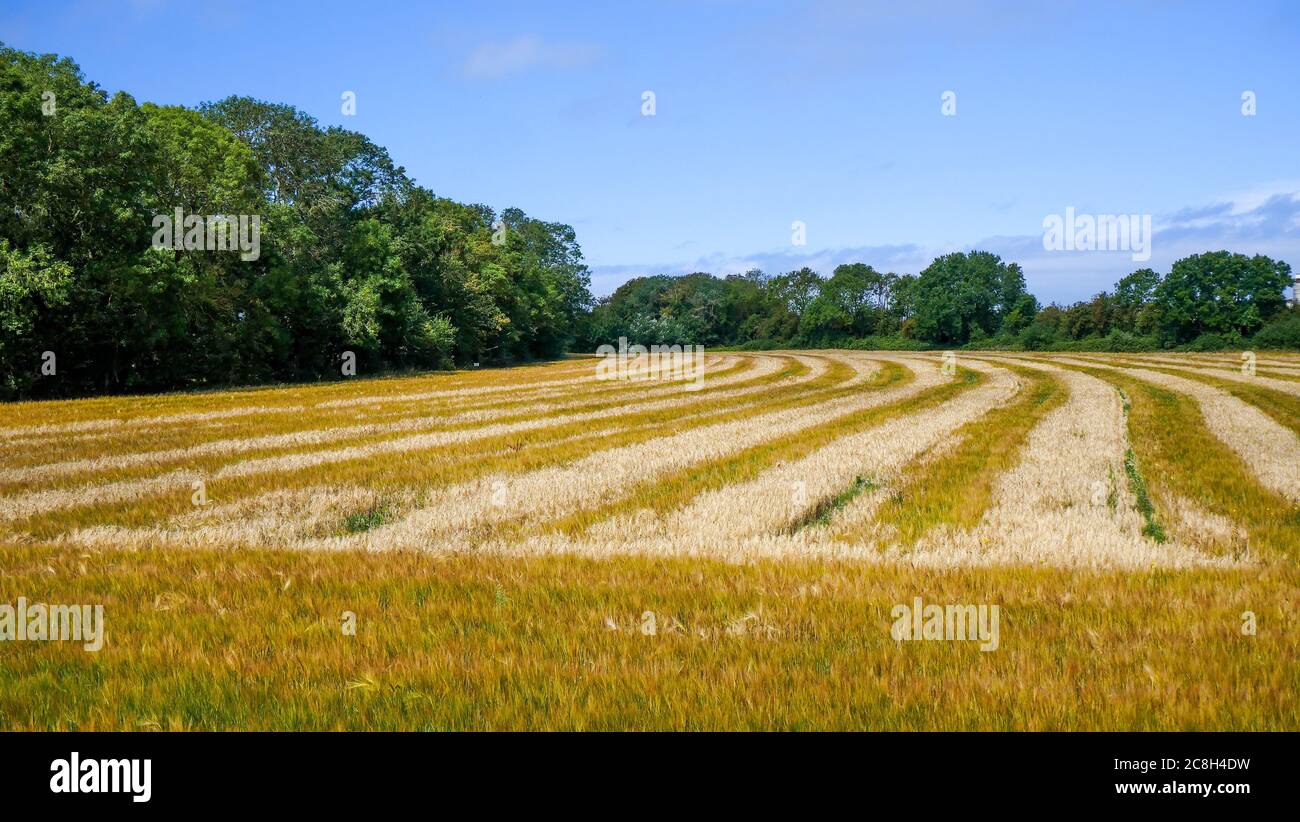 Harvested cornfield, Le Hourdel, Cayeux sur Mer, Somme, Hauts-de-France, France Stock Photo