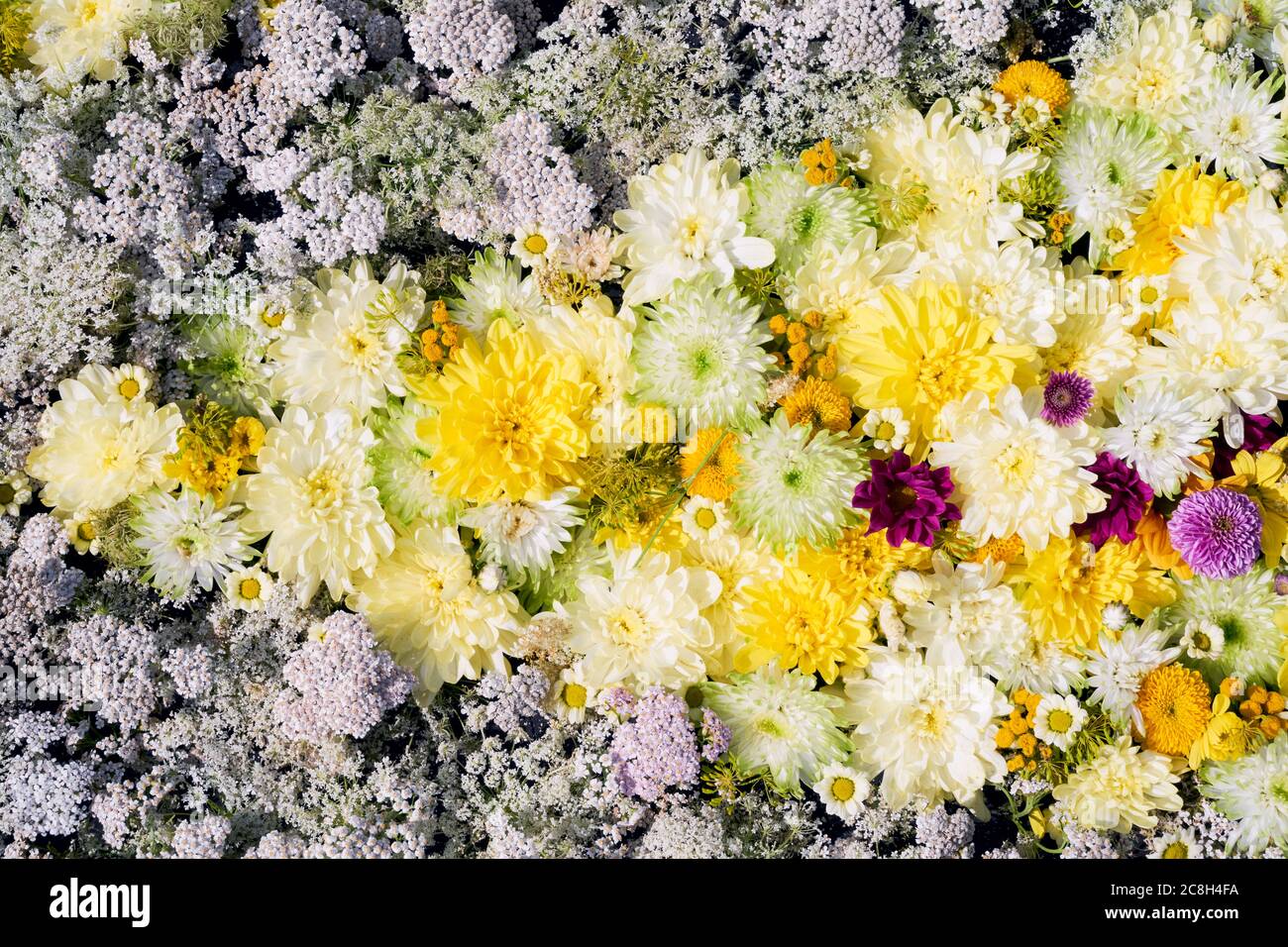 Beautiful autumnal yellow and white flowers background. Colorful chrysanthemum flowers. Top view Stock Photo