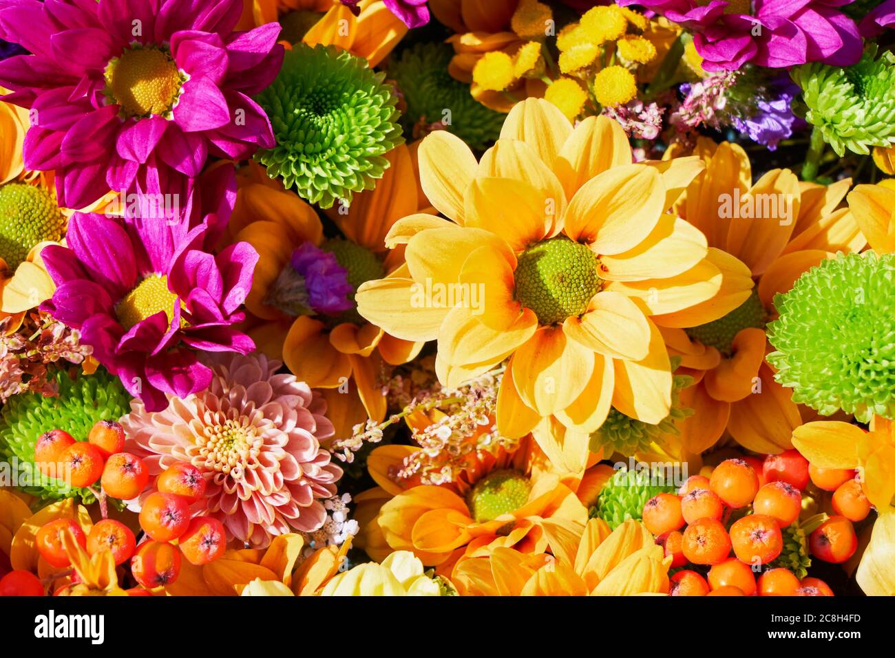 Beautiful autumnal purple and yellow flowers background. Colorful chrysanthemum flowers. Top view Stock Photo