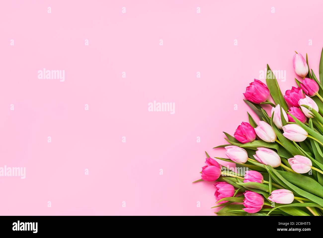 Bouquet of pink tulips on pink background. Mothers day, Valentines Day, Birthday celebration concept. Greeting card. Copy space for text, top view Stock Photo