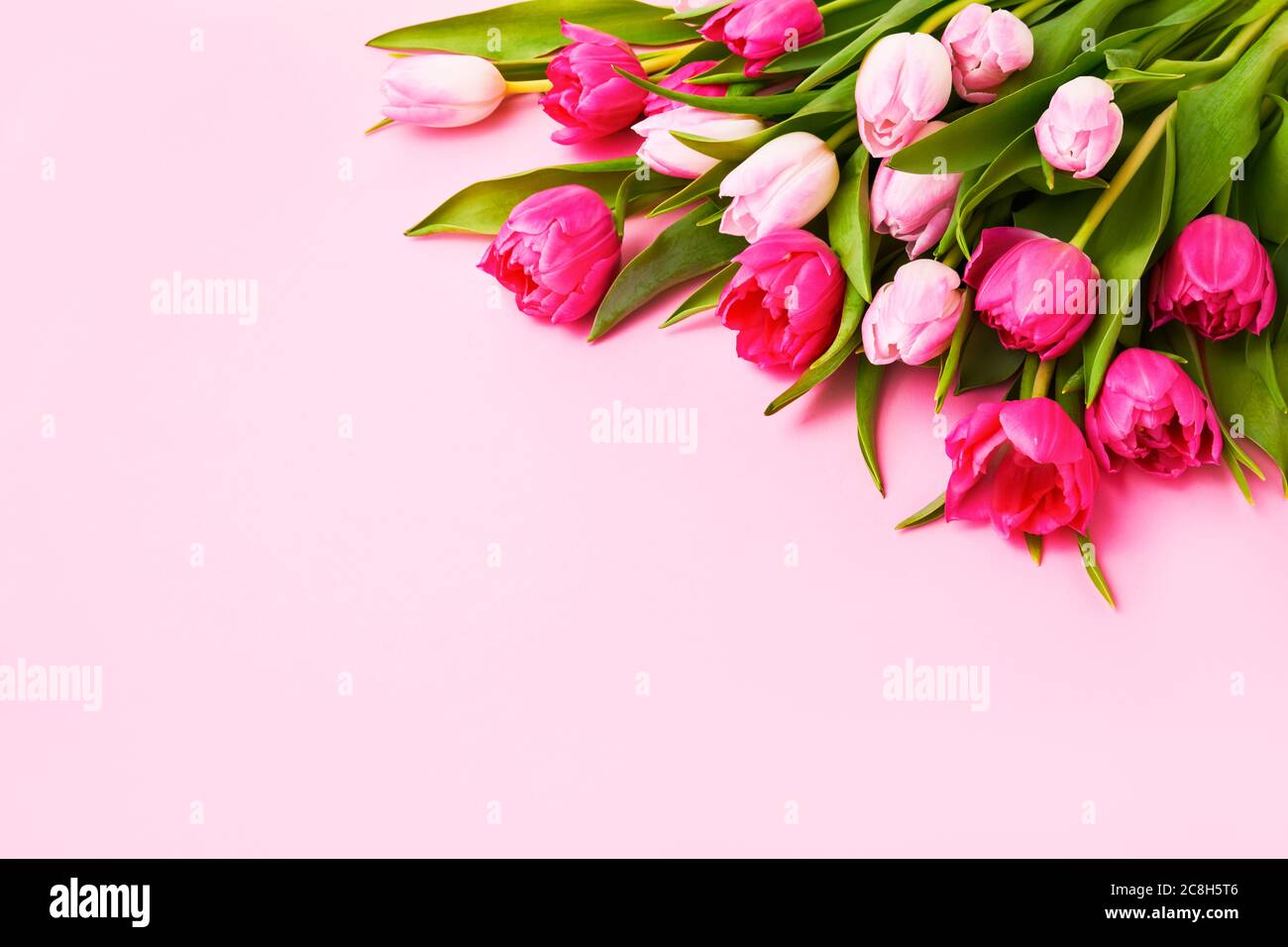 Bouquet of pink tulips on pink background. Mothers day, Valentines Day, Birthday celebration concept. Greeting card. Copy space for text, top view Stock Photo