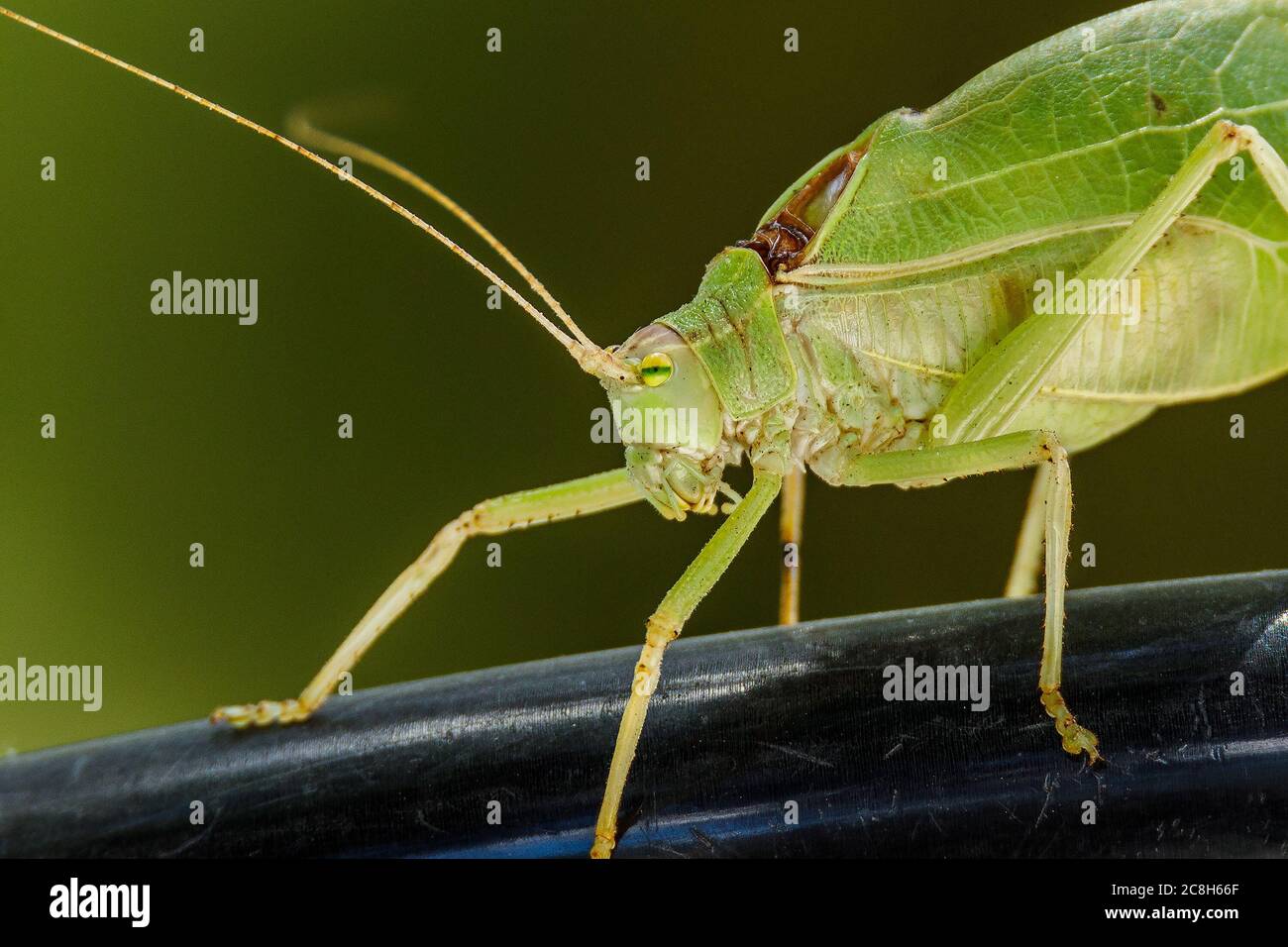 Insects in the family Tettigoniidae are commonly called katydids, or bush crickets. They have previously been known as long-horned grasshoppers. More Stock Photo