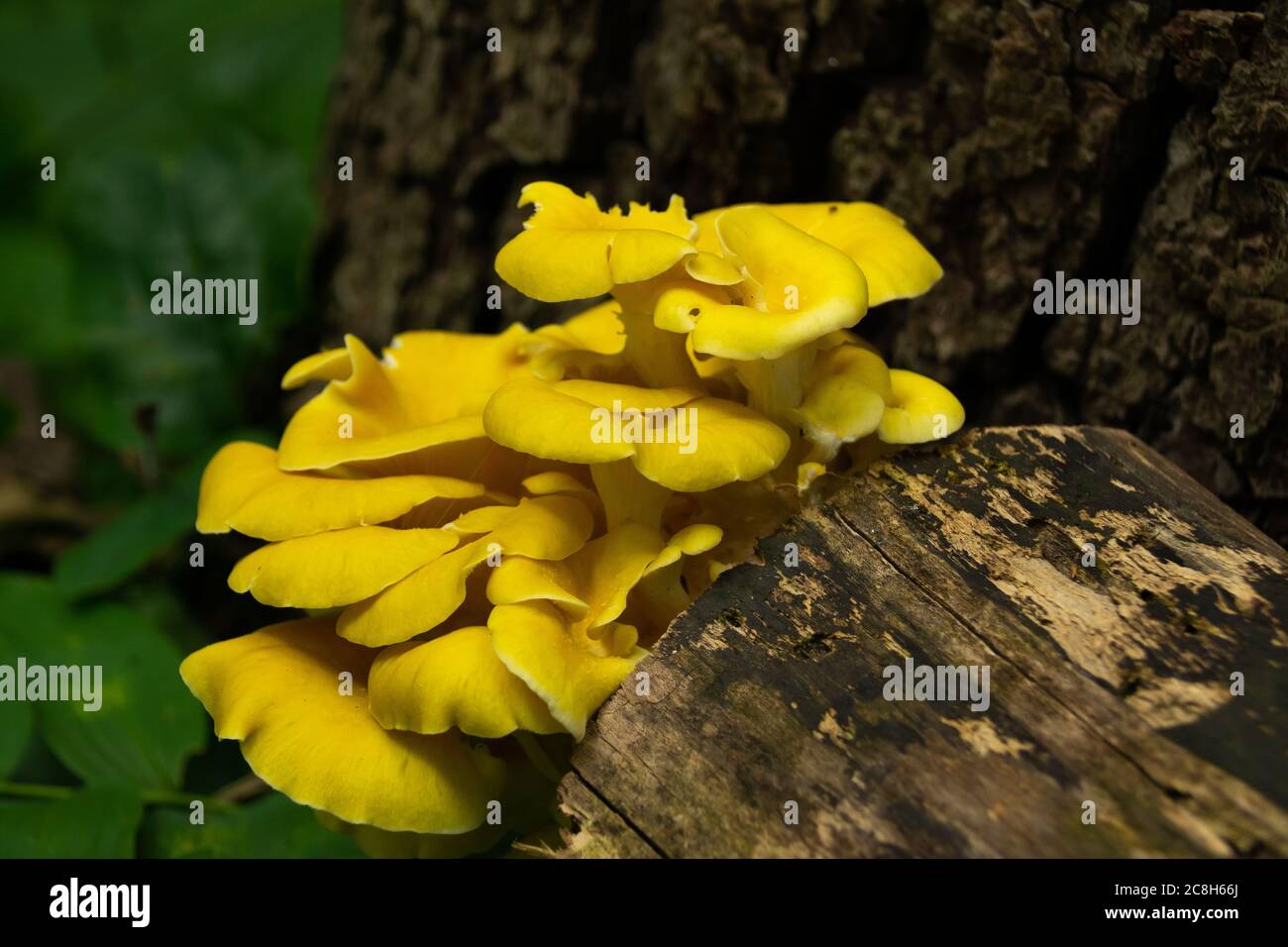 Wild mushrooms growing on fallen tree. Mississippi Palisades State Park
