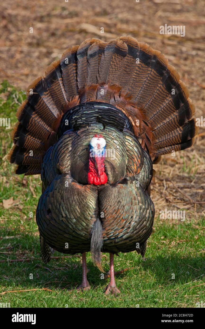 Male Eastern Wild Turkey displaying during the spring mating season in Pennsylvania’s Pocono