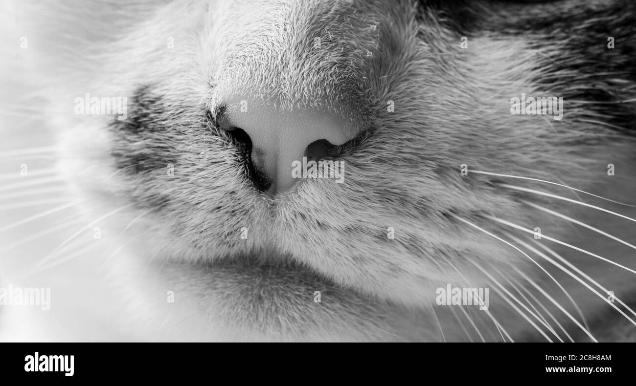 close up of a cat nose and whiskers face Stock Photo