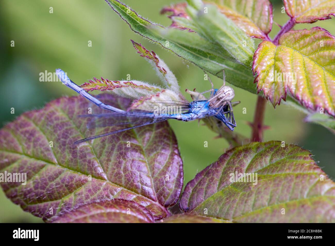 Common Candy-striped spider with azure damselfly prey. Stock Photo