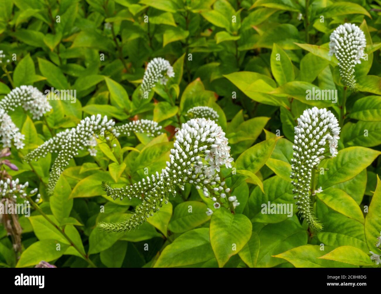 Gooseneck loosestrife (Lysimachia Clethroides) Logan Botanic Gardens, Dumfries and Galloway, Scotland. Stock Photo