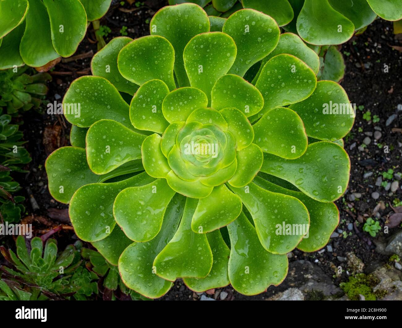 Aeonium Undulatum plant, Logan Botanic Garden, Dumfries & Galloway, Scotland. Stock Photo