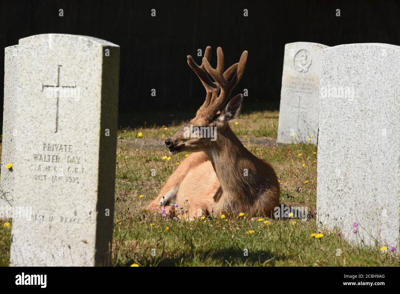 Victoria, British Columbia, Canada 24 July 2020  - A buck deer with antlers enjoys the sun between military headstones in the historic Ross Bay Cemetery. Deer encroaching on residential and urban areas are an ongoing problem for the greater Victoria region. . Alamy Live News/Don Denton Credit: Don Denton/Alamy Live News Stock Photo