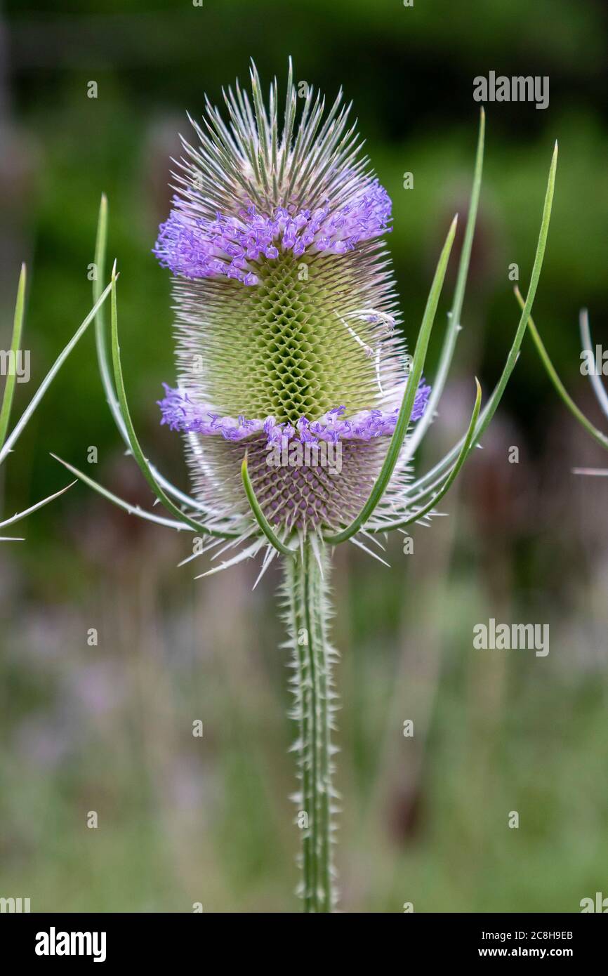 Teasel (Dipsacus sylvestris) growing in southeast Michigan. Native to Europe, the plant is considered invasive in the United States, crowding out nati Stock Photo