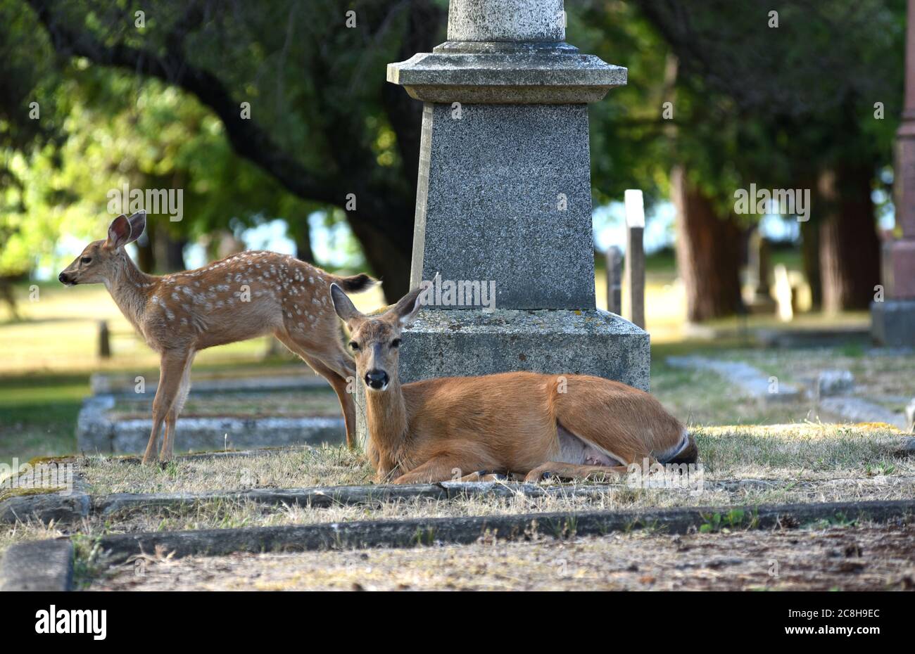 Victoria, British Columbia, Canada 24 July 2020  - A mother deer and her baby fawn relax between headstones and monuments in the historic Ross Bay Cemetery. Deer encroaching on residential and urban areas are an ongoing problem for the greater Victoria region. . Alamy Live News/Don Denton Credit: Don Denton/Alamy Live News Stock Photo