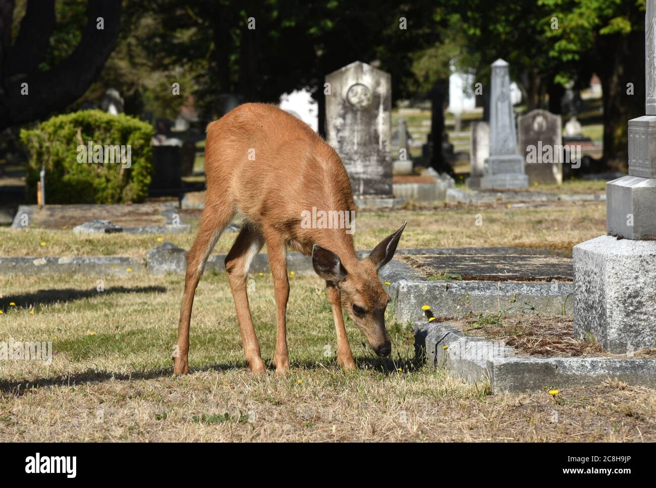 Victoria, British Columbia, Canada 24 July 2020  - A female doe deer grazes between headstones and monuments in the historic Ross Bay Cemetery. Deer encroaching on residential and urban areas are an ongoing problem for the greater Victoria region. . Alamy Live News/Don Denton Credit: Don Denton/Alamy Live News Stock Photo