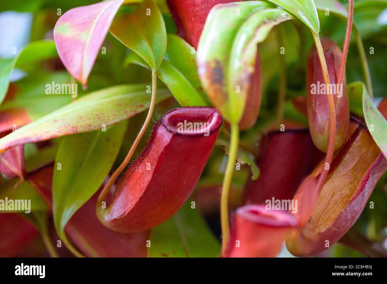 Carnivorous plant catching insects in a botanical garden Stock Photo
